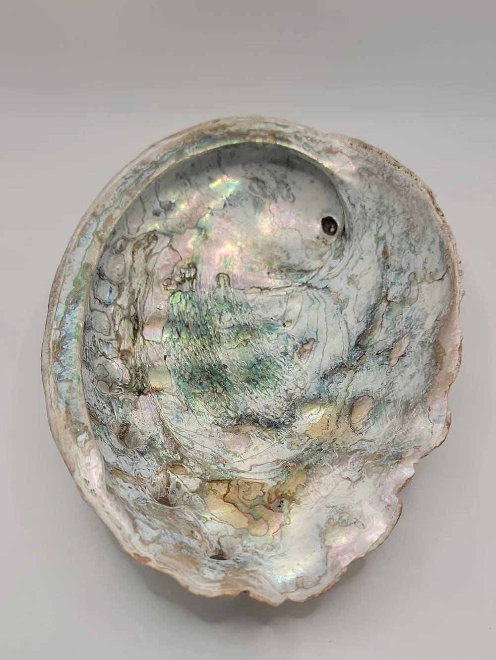Iridescent Abalone Shell Vintage Natural - Green & Pink Accents 8